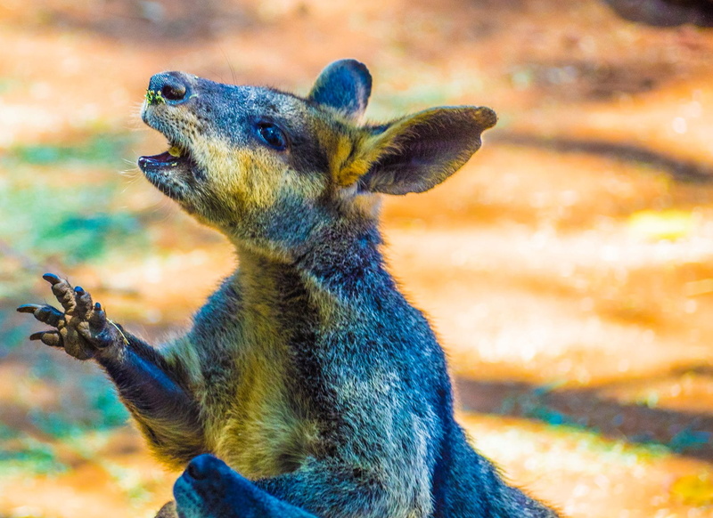vertebrate, close-up, animal body part, looking, day, kangaroo, profile view, 1080P, australia, wallaby, animal wildlife, nature, alertness, animals, mammal