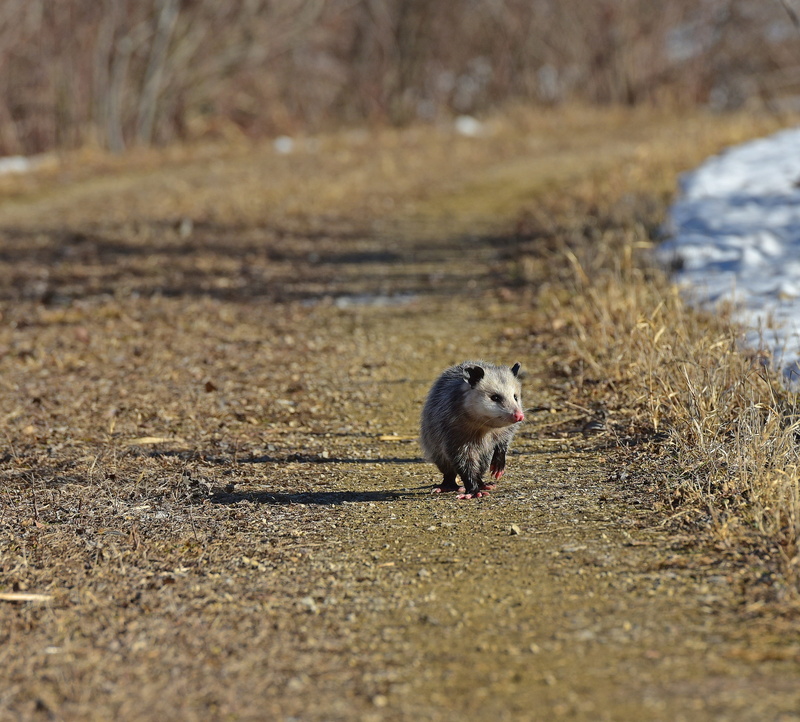 animal, animal wildlife, opossum, portrait, possum, sunlight, rodent, nature, one animal, mammal, full length, plant, no people, marsupial, outdoors, side view