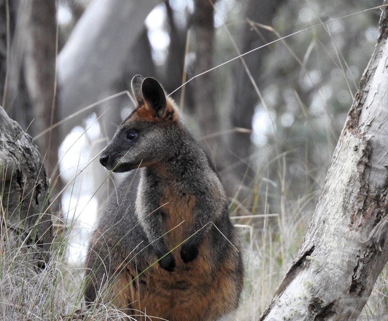 outdoors, branch, tree, animal wildlife, australia, focus on foreground, marsupial, wildlife, no people, kangaroo, animal themes, trunk, land, swamp wallaby