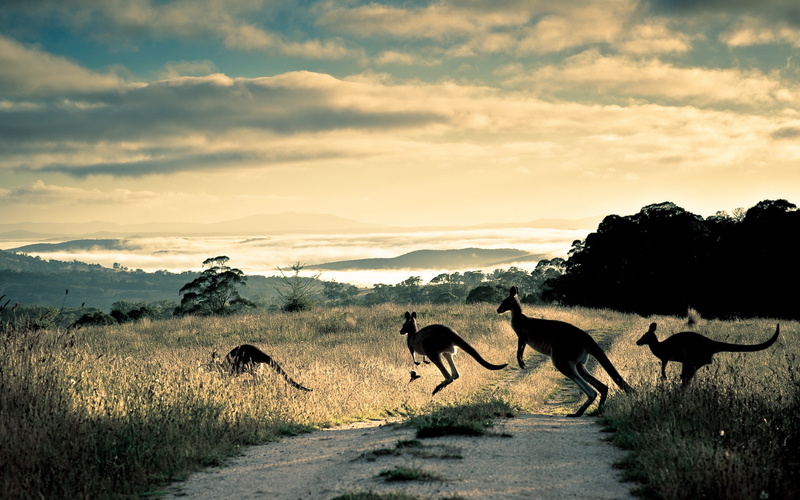 street, view, grass, Outback, mist, track, nature, sky, Marsupial, kangaroo, roads, fog, Australia, mountains, fields, Trail, scenic, 1080P, Macropodidae
