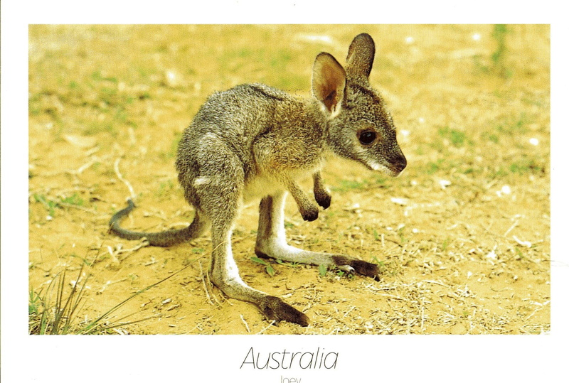 kangaroo, 1080P, marsupial