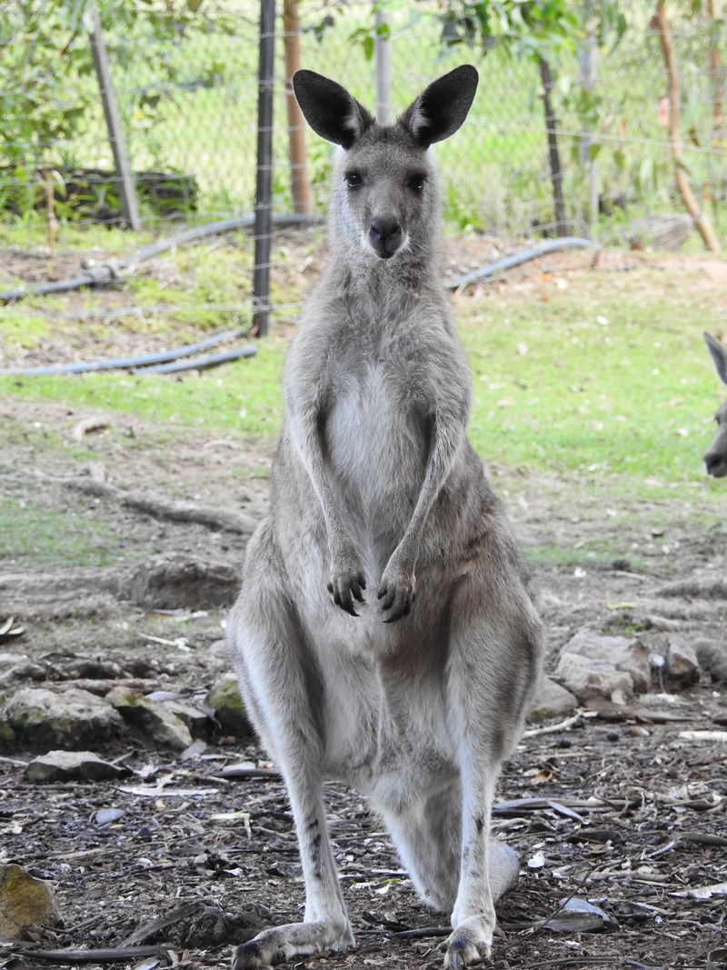 full length, woombye, plant, standing, focus on foreground, portrait, animal wildlife, vertebrate, animals in the wild, 4K, mammal, australia, marsupial