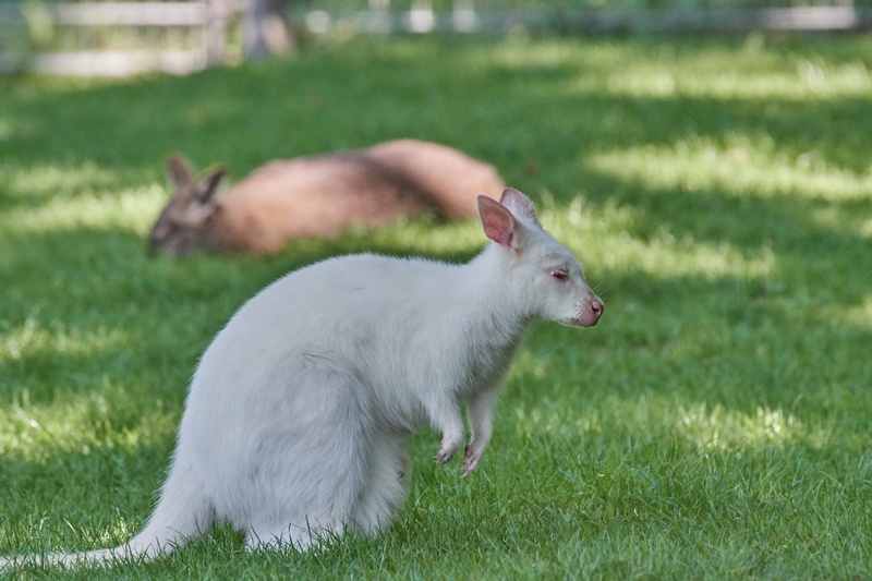 mammal, domestic, animal themes, side view, vertebrate, plant, outdoors, grass, domestic animals, focus on foreground, land, young animal, nature, day