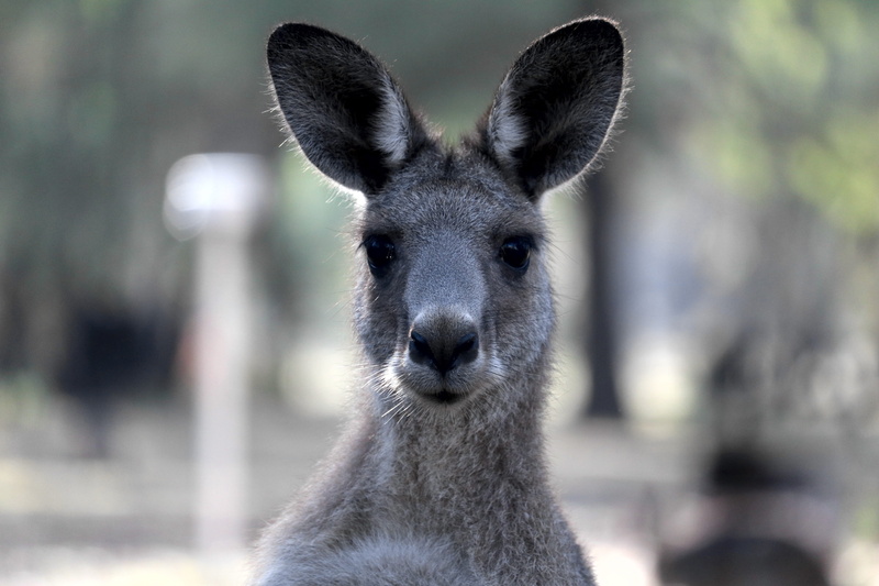 portrait, mammal, animals in the wild, animal wildlife, australia, queensland, front view, kangaroo, furry, day, marsupial, no people, one animal, close-up