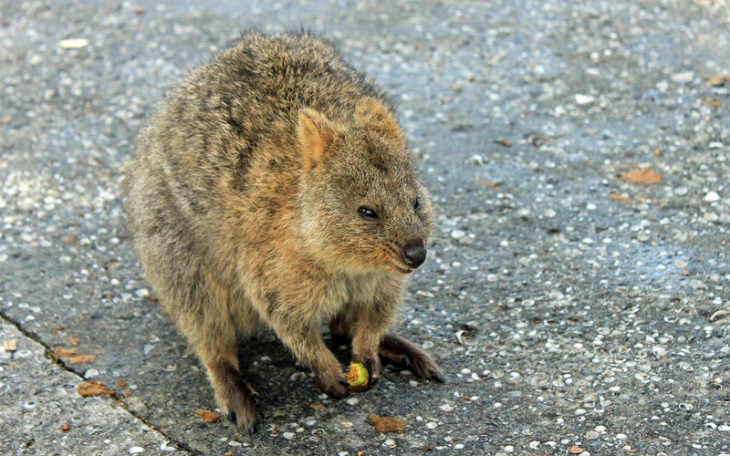 day, rottnest island, Marsupial, one animal, animal themes, Quokka, mammal, eating, Kangaroo, sunlight, nature, animal, animals in the wild, high angle view