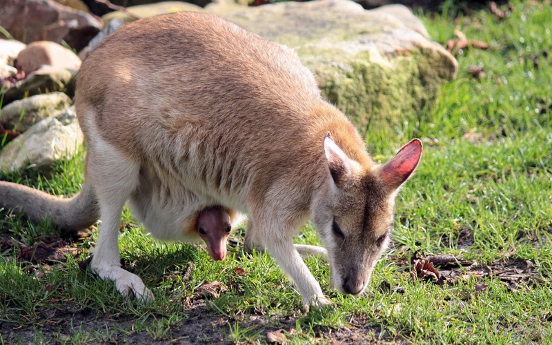 animal wildlife, domestic, small, baby, agriculture, one animal, plant, cute, animals In The Wild, domestic animals, wildlife, grazing, young Animal, australia
