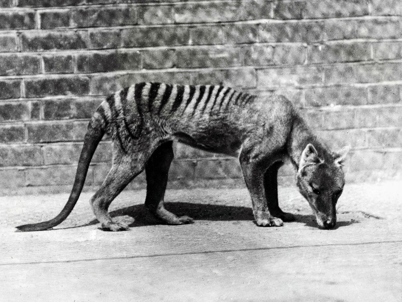 predator, beast, wolf, 1080P, tasmanian