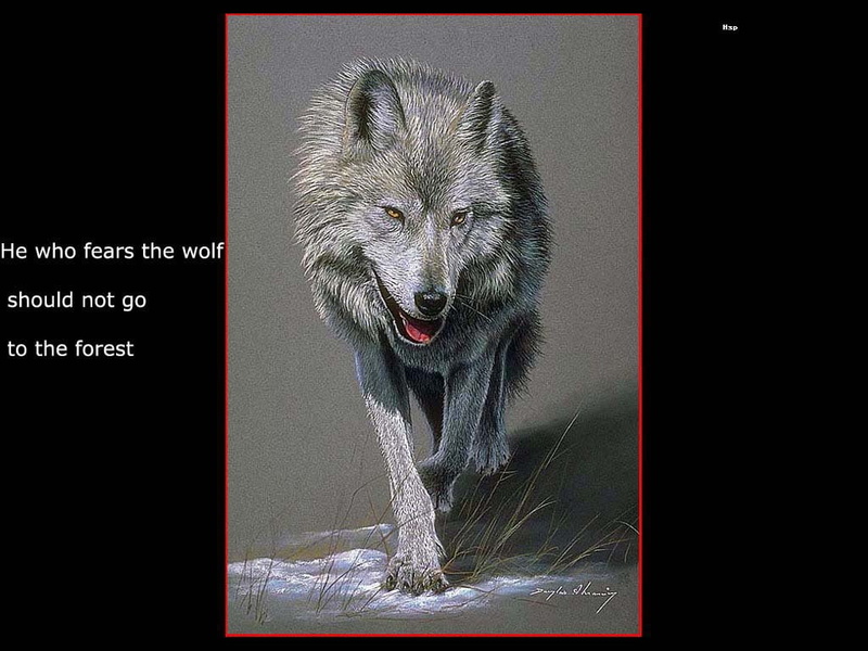 art, animal, animals, wolf, fear, wolfs, hd, 480P, forrest