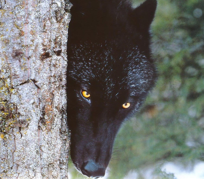 wild, wolf, tree, hd, black, 720P, beautiful, animals, art, SHY