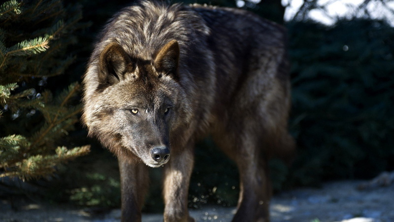 1080P, art, 1920x1080 px, px, hd, x, wolf, sports