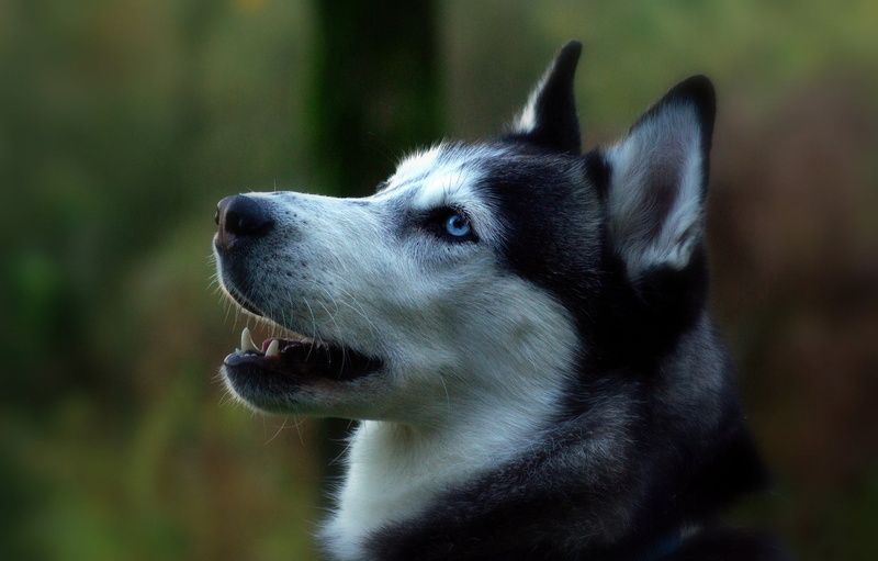 canine, no people, vertebrate, adult, portrait, looking, animal body part, snout, day, land, outdoors, 1080P, close-up, animal, profile, mammal, one animal