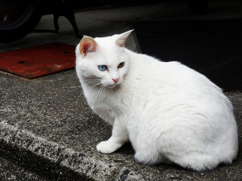 whisker, White Cat, mammal, pets, Stray Cat, cat, relaxation, white, haired, day, one animal, no people, Cat, looking at camera, heterochromia iridum, domestic animals