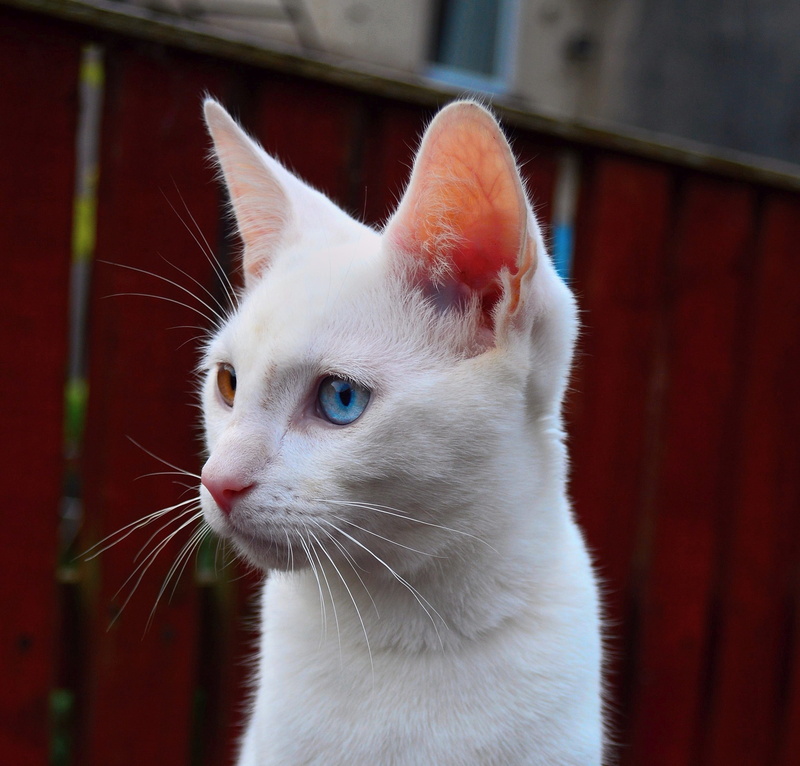 whiskers, Cat, whisker, looking away, animal, animal body part, blue eye, furry, animal head, Kitten, White, Mammal, pets, cute, day, 2K, heterochromia iridum