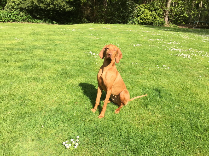 Vizsla, loyal, domestic, field, canine, domestic animals, grass, Pet, mammal, dog, nature, Gundog, growth, one animal, obedient, pets, Purebred, land, Hungarian