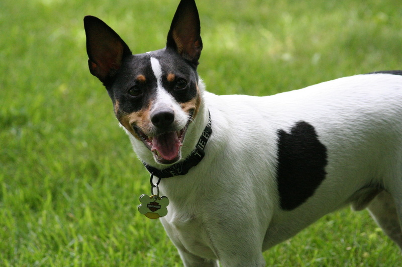 mouth open, animal tongue, 1080P, obedient, mammal, attentive, domestic, domestic animals, one animal, rat terrier, dog, canine, focus on foreground, cute