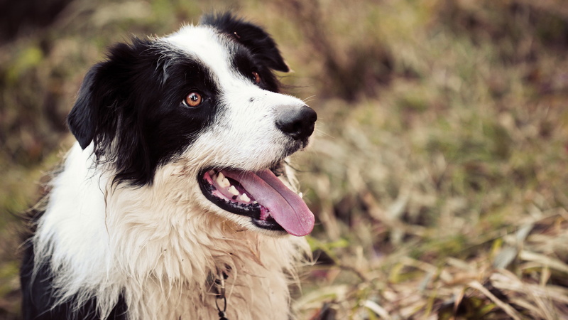 dog, no people, plant, 8K, domestic, animal tongue, vertebrate, pets, animal themes, mouth open, looking, animal head, animal mouth, animal body part