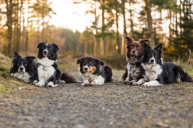 Border Collie, 1080P, Dogs