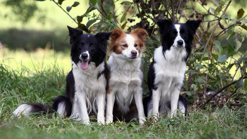 animal themes, no people, nature, 2K, animal, grass, pets, canine, border collie dogs picture, domestic animals, mammal, domestic, border collie, plant