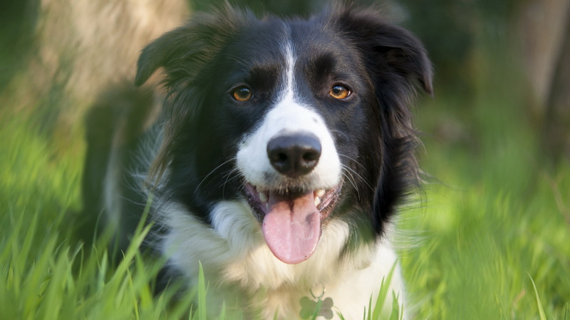 animal mouth, border collie image sheep dog, border collie, whisker, vertebrate, domestic animals, plant, portrait, pets, animal body part, grass, canine