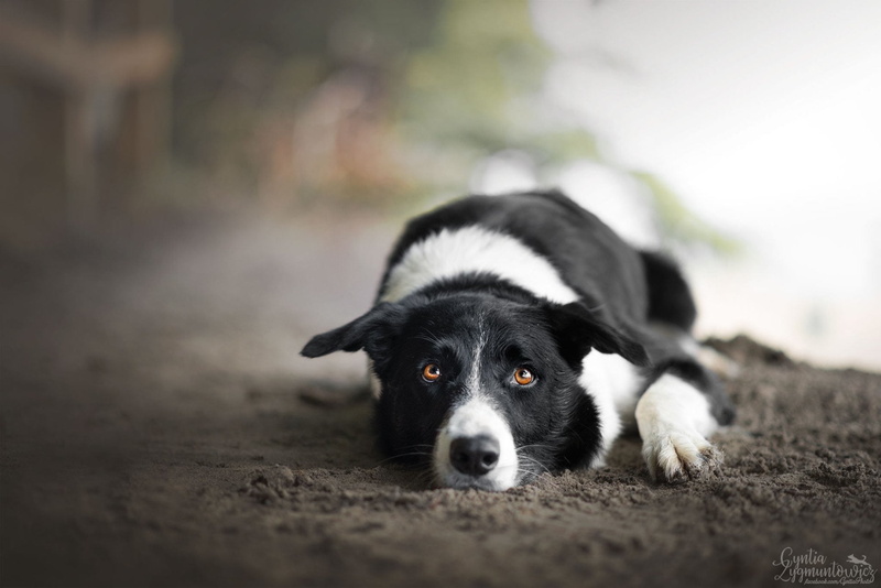 1080P, Border Collie, Dogs