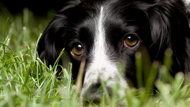 portrait, 2K, black color, plant, dog, animal body part, domestic, border collie, one animal, vertebrate, animal, picture of a border collie dog face