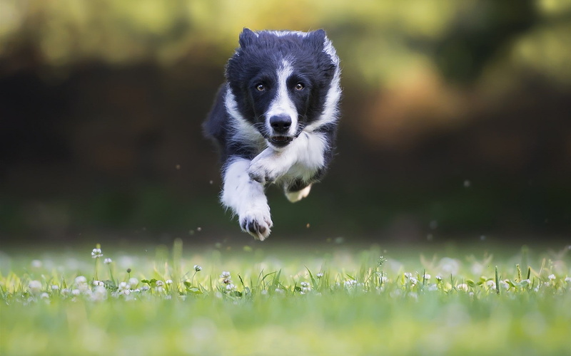 jumping, 720P, Border Collie, dog