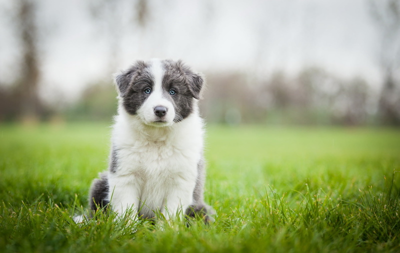 shepherd, 1080P, close-up, young Animal, no People, selective focus, sitting, outdoors, sit, mammal, nature, obedience, collie, looking, canine, animal