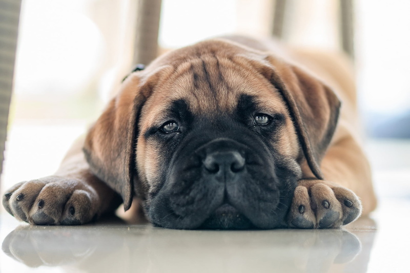 doggie, Bullmastiff, 1080P, look, face, puppy