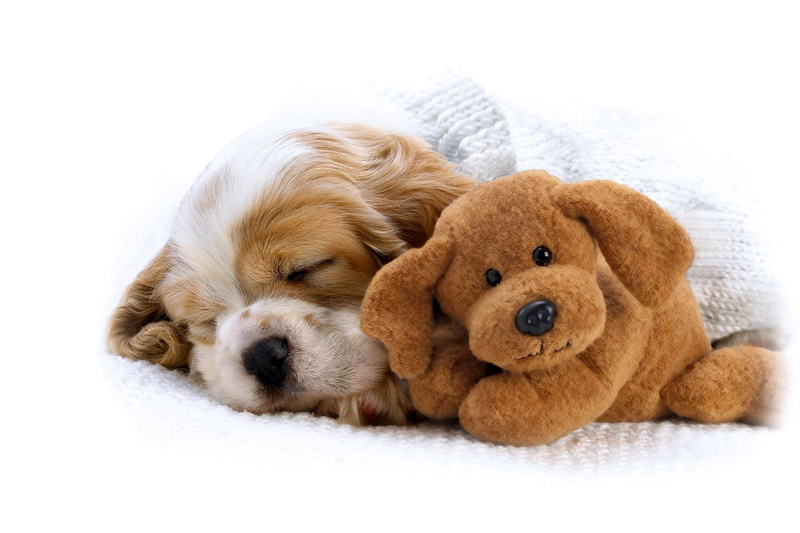 teddy bear, young Animal, dogs, animals And Pets, dog, canine, friendship, domestic Animals, lying Down, animal head, one Animal, long, relaxation, sitting