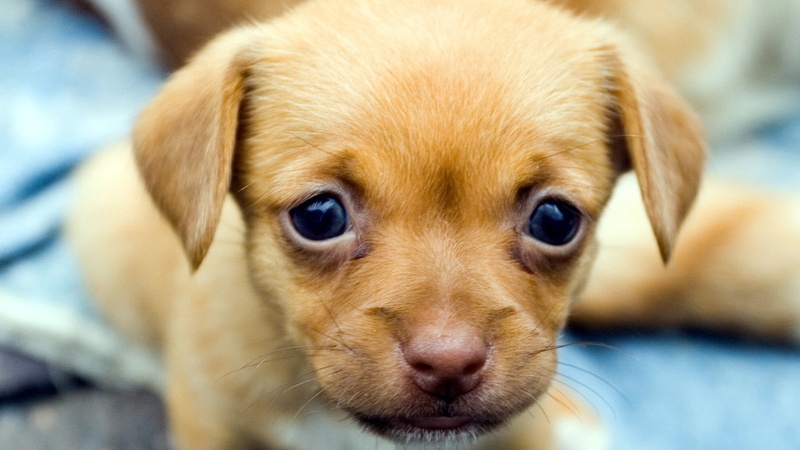 animal body part, canine, cheerful, mammal, young Animal, portrait, 1080P, purebred Dog, dog, animal, friendship, small, look, no people, animal themes