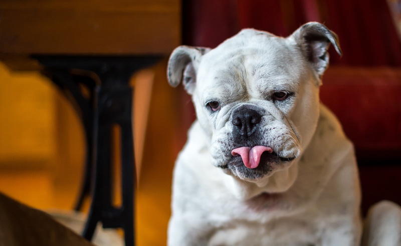 tongues, looking, pets, animal head, mammal, focus on foreground, close-up, domestic, animals, vertebrate, facial expression, 1080P, canine, dog, no people