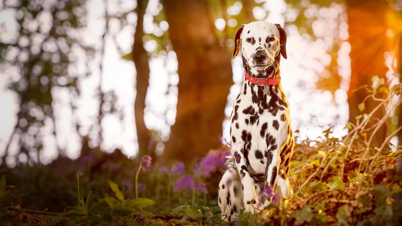 domestic animals, looking, one animal, tree, portrait, black, animal, purebred dog, animals, domestic, dress, day, 1080P, dog, pets, floral, white, mouth open