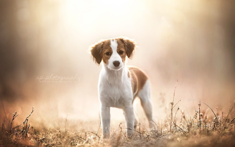 sun, one animal, domestic animals, plant, purebred dog, dog, animal, nature, grass, sunlight, animals, border collie, standing, selective focus, outdoors