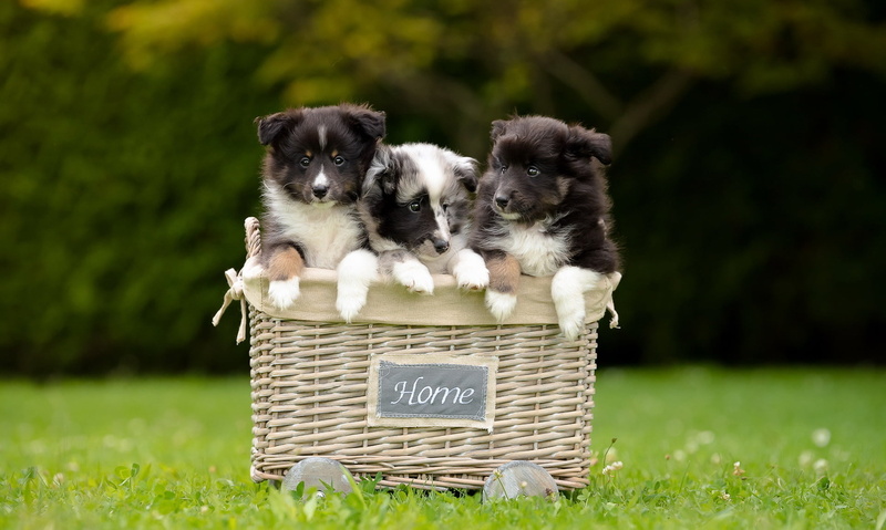 plant, cute, border collie, domestic animals, one animal, animals, no people, container, dog, pets, 1080P, canine, nature, puppy, young animal, baskets