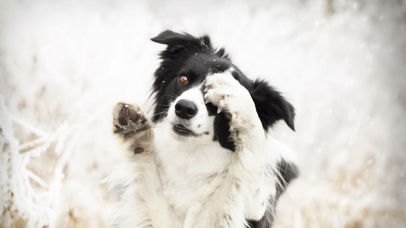 outdoors, nature, looking, one animal, animal head, animal, 1080P, domestic, animal themes, no people, portrait, canine, pets, day, dog, white color, border collie