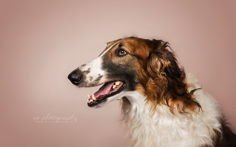 studio shot, animal head, mouth open, hairstyle, animal, no people, animal tongue, indoors, mammal, profile view, looking, canine, colored background, looking away