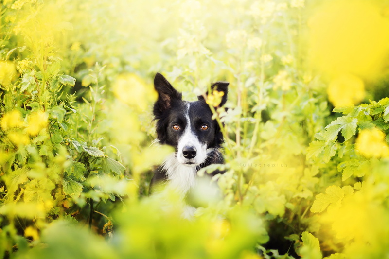 dog, flowering plant, animal, flower, vertebrate, day, one animal, growth, plant, 2K, mammal, outdoors, selective focus, domestic animals, pets, border collie