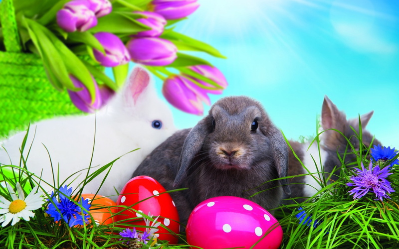 2K, tulips, grass, bunny, easter eggs, easter