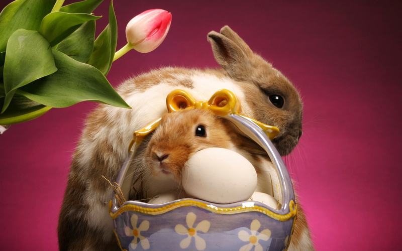 picture, background, 1080P, eggs, bunnies, animals, easter