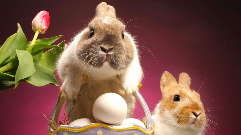 easter, hd, two, basket, 1080P, rabbits, pink, bunnies, tulip, cute