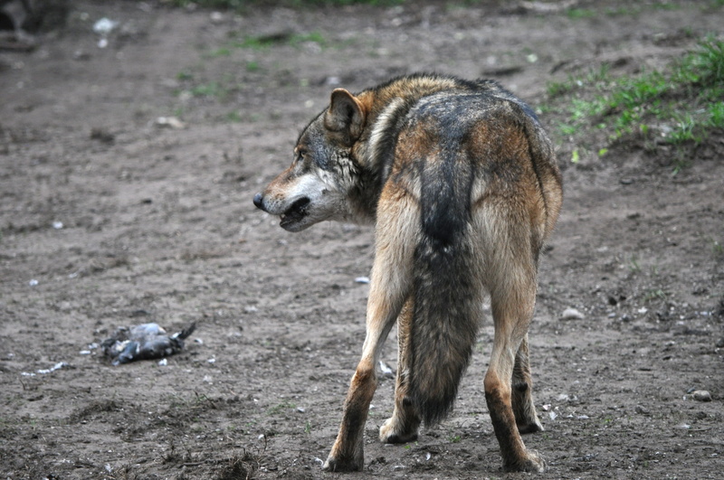 nature, Predator, day, wolf tail, one animal, vertebrate, no people, prey, focus on foreground, land, black, Animal, animals in the wild, facing, brown