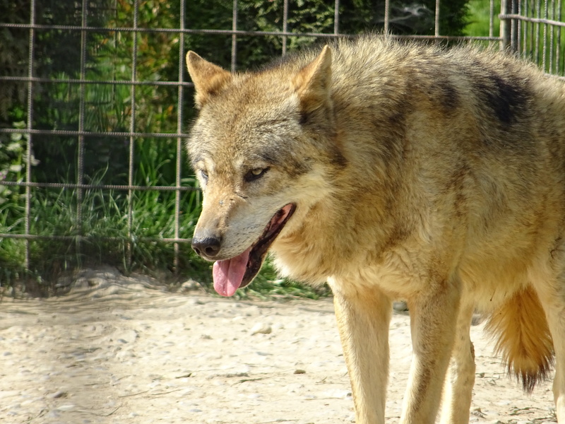 animal themes, one animal, animal, dog, animal wildlife, mouth open, vertebrate, panting, animal mouth, 5K, domestic, wolf eurasian, sticking out tongue