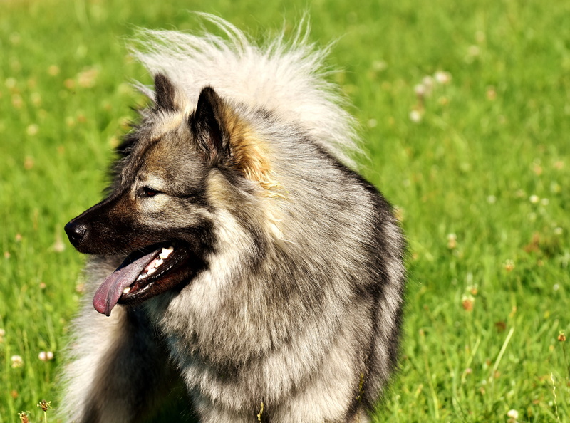 mouth, nature, Dog, grass, no people, cute, looking, 4K, play, one animal, domestic animals, animal head, animal hair, Eurasians, Pet, mouth open, meadow