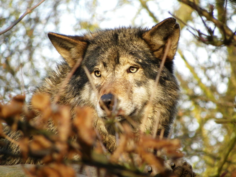animals in the wild, looking at camera, animal, tree, no people, close-up, animal body part, dog, canine, land, portrait, 4K, mammal, animal themes, wolf