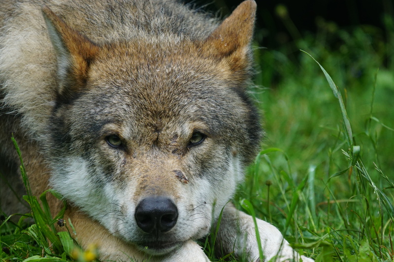 animal themes, wolf, pack animal, eurasian wolf, brown, no people, green, animal head, animal, animals In The Wild, outdoors, photo, grass, 5K, portrait
