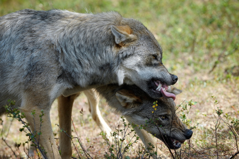 4K, wolf, wolves, eurasian
