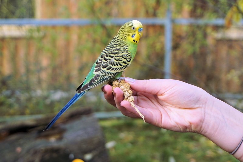 budgerigar on the hand, zoo sababurg, budgie, bird, animal, zoo, animal wildlife, yellow, plumage, hand, feeding, body part, human hand, outdoors, nature