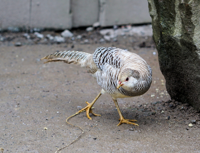 goldfasan, feather, focus on foreground, nature, beside, sababurg castle, vertebrate, animal themes, outdoors, land, rock, water bird, animal wildlife