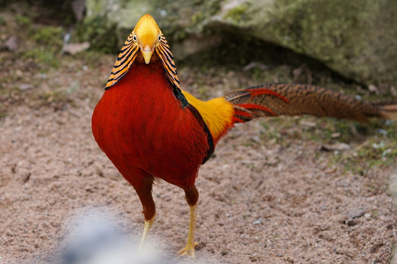 male animal, feather, close-up, goldfasan, outdoors, pheasant, sababurg castle, zoo sababurg, full length, no people, one animal, animals in the wild, nature