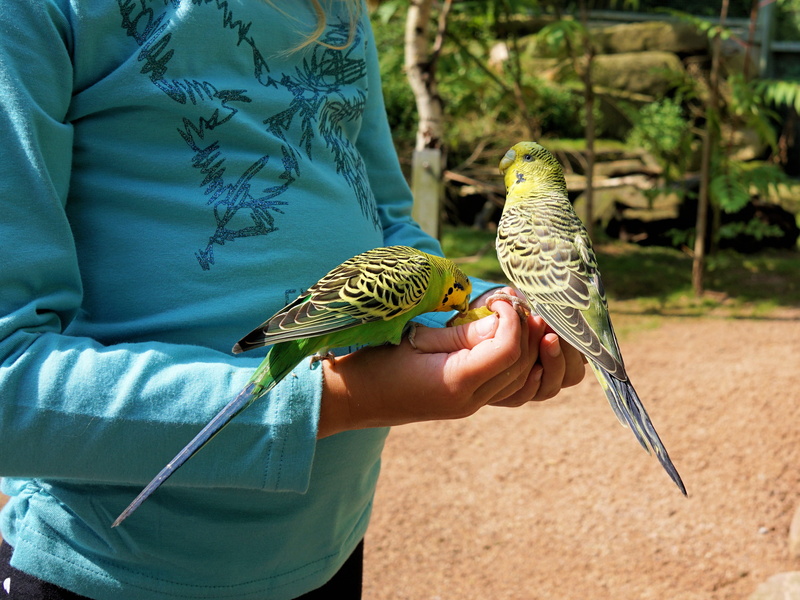 vertebrate, feed, day, animal, feeding, animal wildlife, bill, human hand, food, holding, parrot, budgie, outdoors, one animal, bird, one person, budgerigar